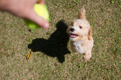 High angle view of dog jumping towards ball held by person