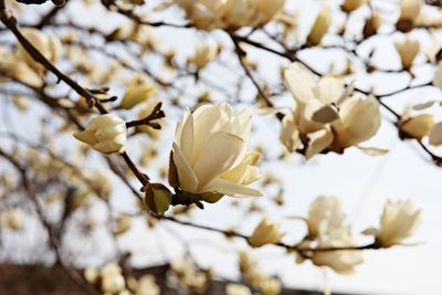 Close-up of white flowering plant