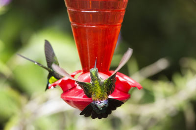 Close-up of red beetle on flower