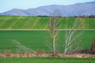 Scenic view of field against sky