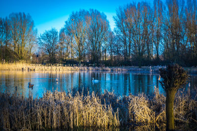 Scenic view of lake against clear blue sky