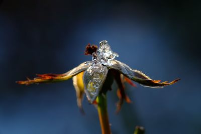 Low angle view of insect on leaf