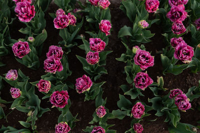 High angle view of pink flowering plants