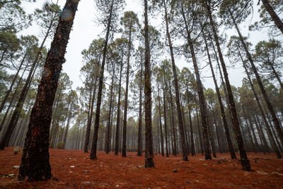 Low angle view of trees in forest against sky