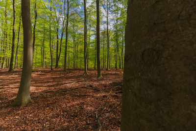 Trees in forest