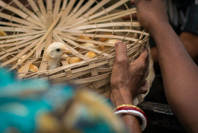 Cropped image of woman hand holding baby chickens in basket