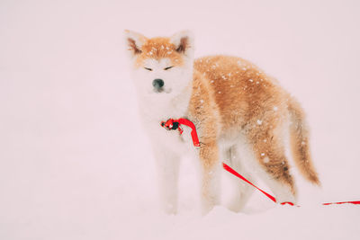 Dog on snow covered field during winter