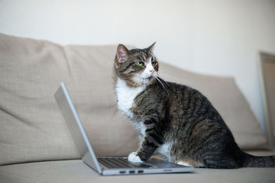 Cute cat using laptop on couch