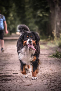 Portrait of dog running on footpath