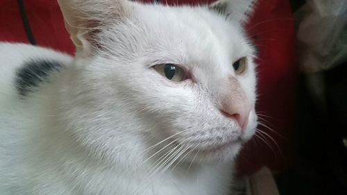 Close-up of cat