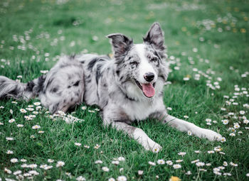 View of a dog relaxing on field