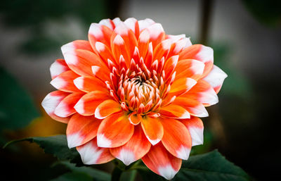 Close-up of pink flower