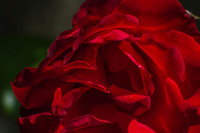 Close-up of red rose