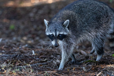 Young raccoon procyon lotor marinus forages for food in naples florida among the forest.