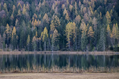 Scenic view of lake in forest