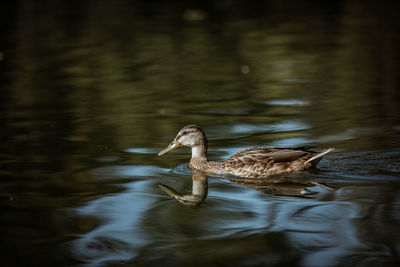 Duck swimming in lake