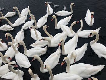 High angle view of swans