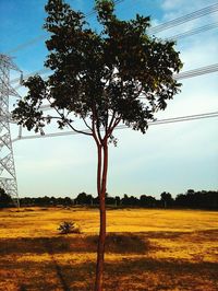 Tree on field against sky