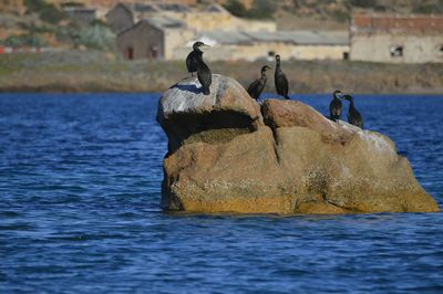 Birds perching on rock by sea