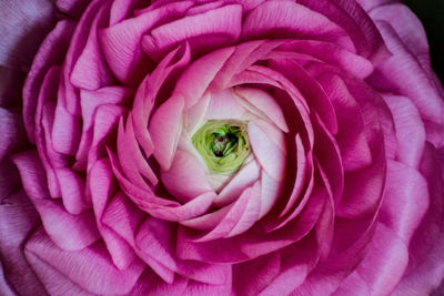 Close-up of pink rose flower