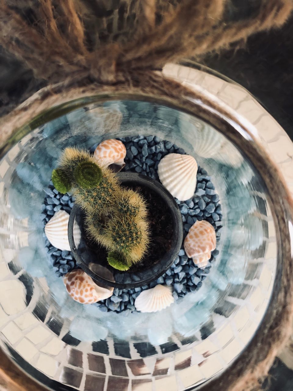 HIGH ANGLE VIEW OF FRUITS IN PLATE