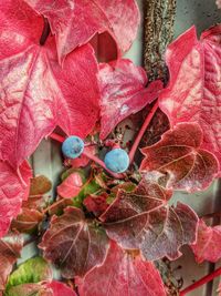 Close-up of red berries on tree