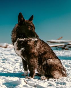 Black dog on snowy field during winter