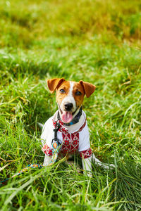 Cute puppy jack russell terrier- a patriot of ukraine