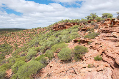 View of plants on landscape against cloudy sky