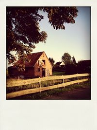 Trees on grassy field