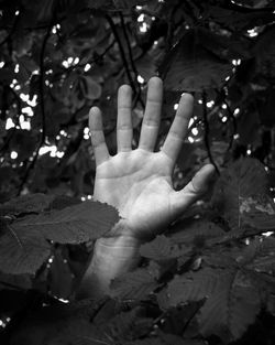 Close-up of hand on branch