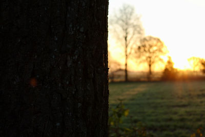 Tree trunk on field against sky during sunset