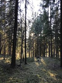 Trees in forest