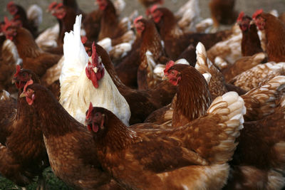 View of group of chickens