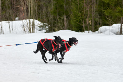View of a dog running on snow covered field