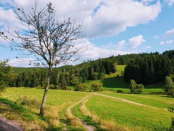 Scenic view of trees on field against sky