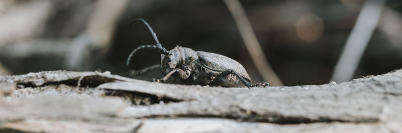 Close-up of insect