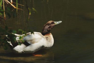 Close-up of duck swimming in lake