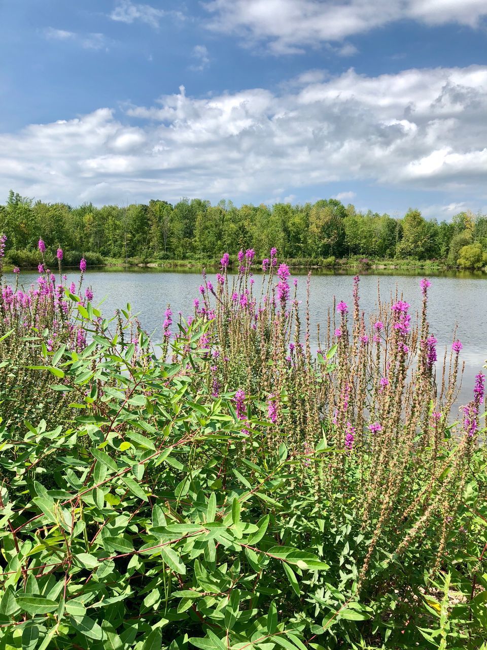 PINK FLOWERING PLANTS AGAINST LAKE