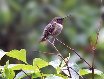 Close-up of bird perching on branch