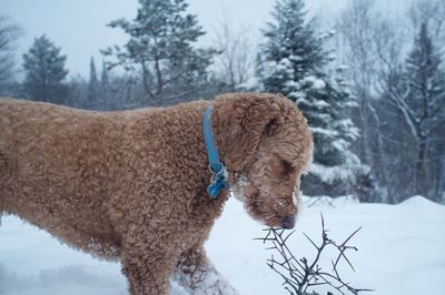 Snow covered field