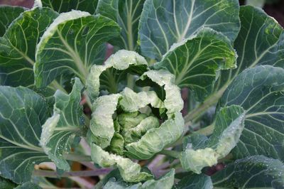 Close-up of fresh green plants in garden