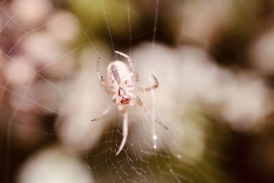 Close-up of spider on web