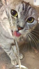 Close-up portrait of cat