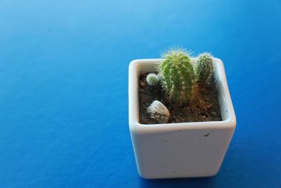 High angle view of potted plant against blue background
