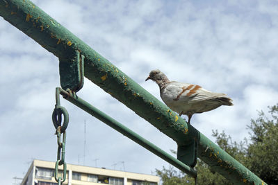 Low angle view of bird perching on tree against sky