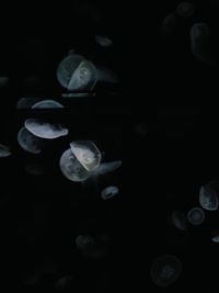 Close-up of jellyfish against black background