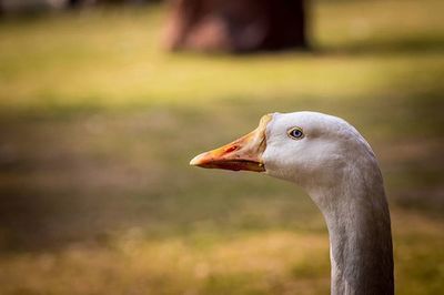 Close-up of a bird