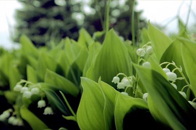 Close-up of green plant