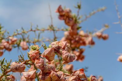 Low angle view of flowering plant against sky